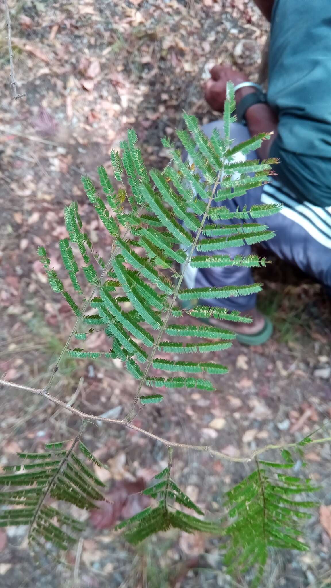 Image de Gagnebina pterocarpa (Lam.) Baill.