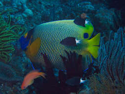 Image of Blue-face Angelfish