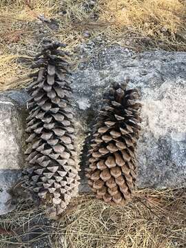 Image of Michoacán Pine