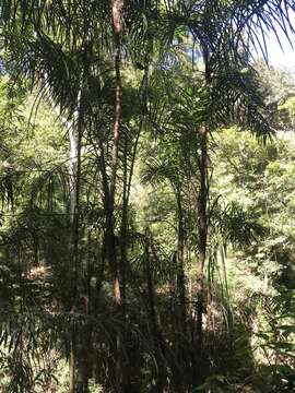 Image of Bactris pilosa H. Karst.