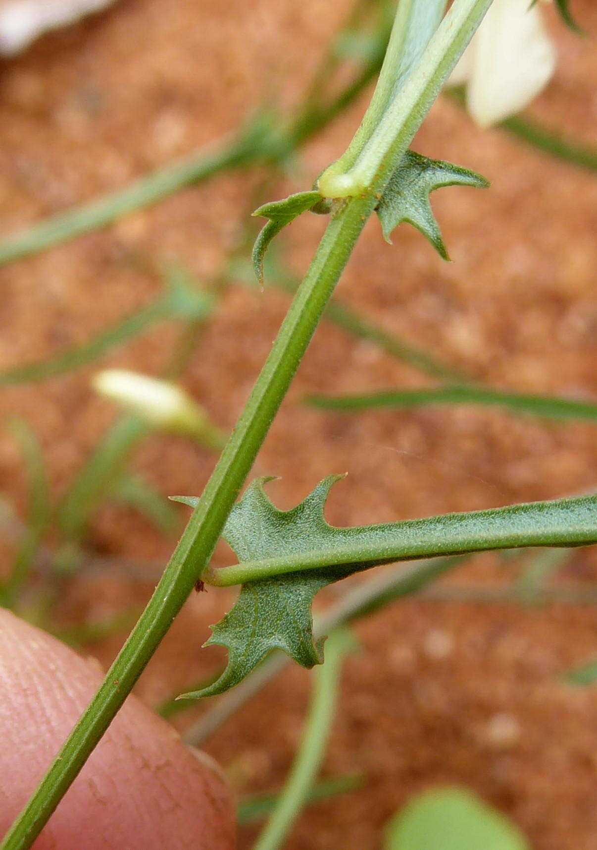 Imagem de Xenostegia tridentata subsp. angustifolia (Jacq.) J. Lejoly & S. Lisowski