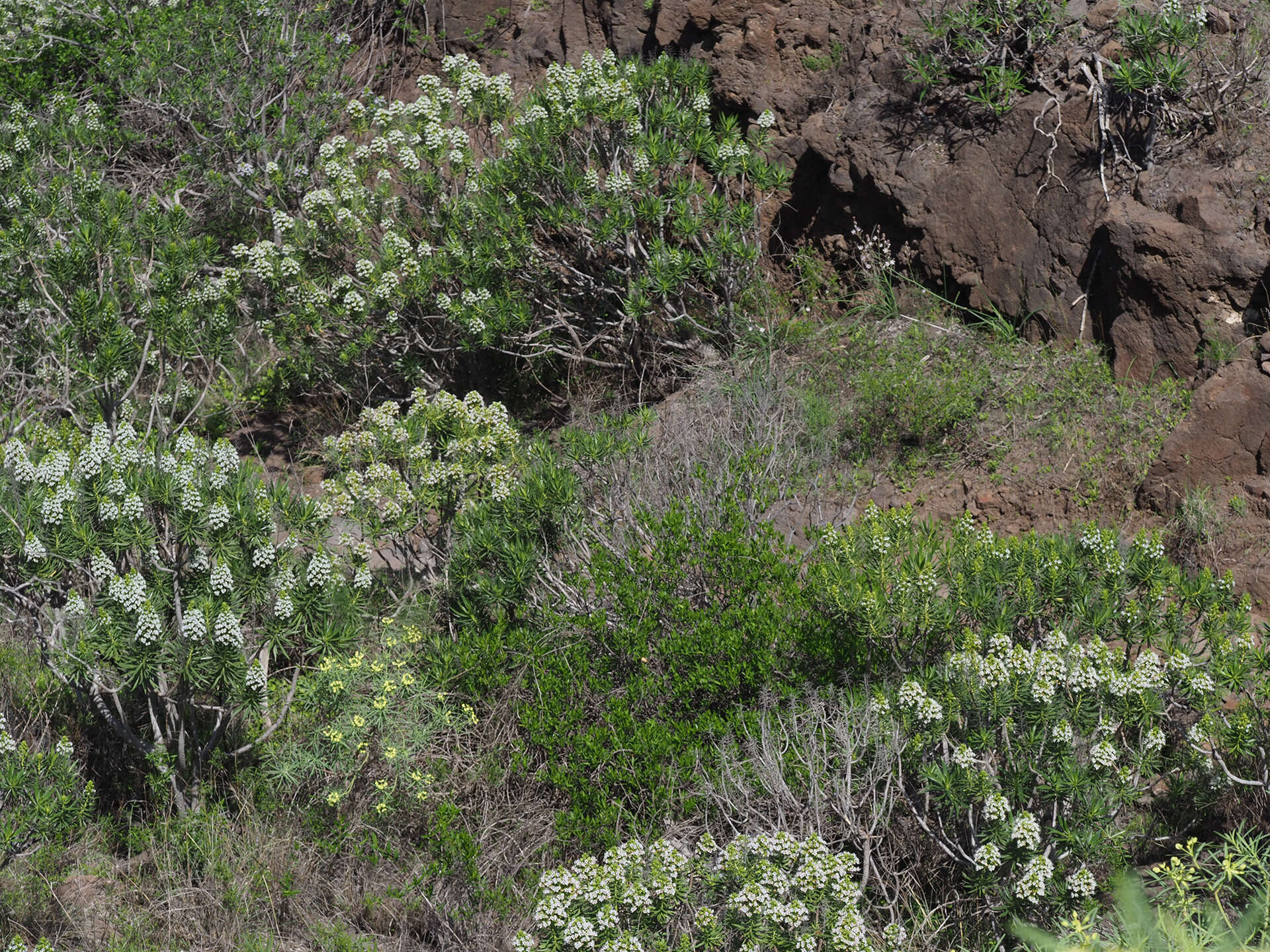 Image of Echium decaisnei Webb & Berth.