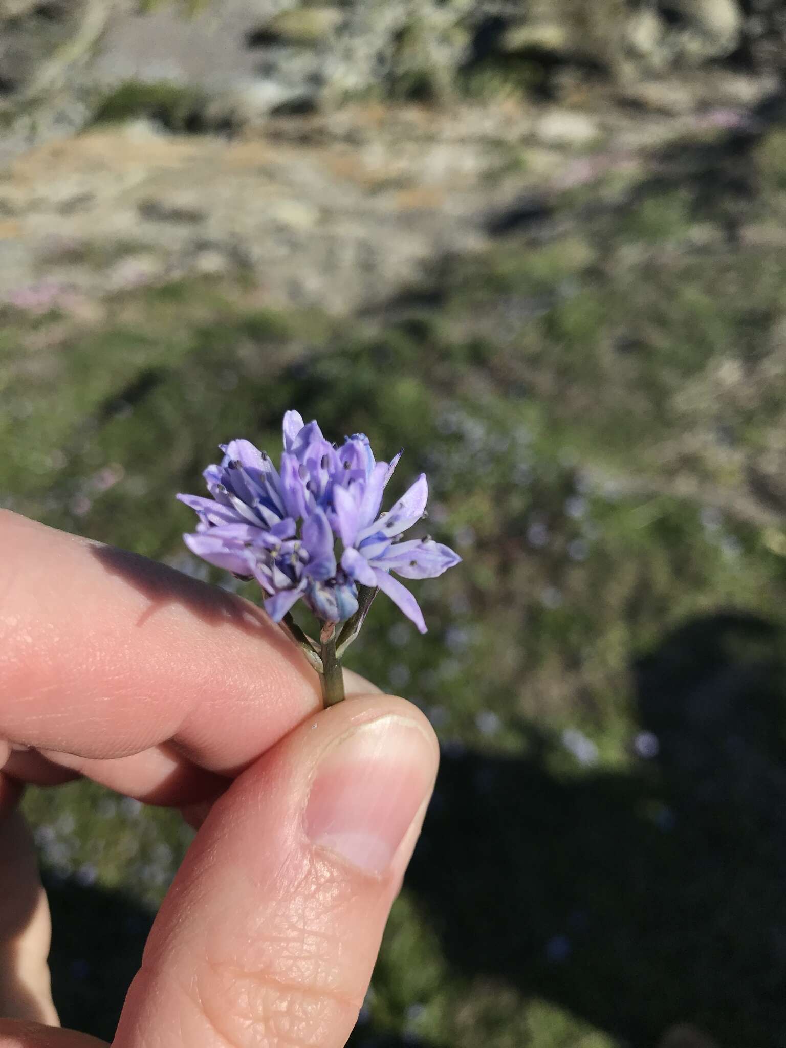 Image de Scille de printemps