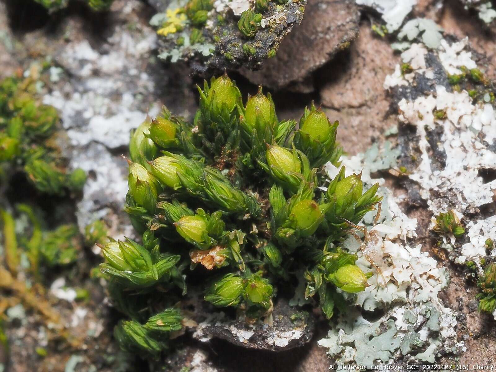 Image of orthotrichum moss