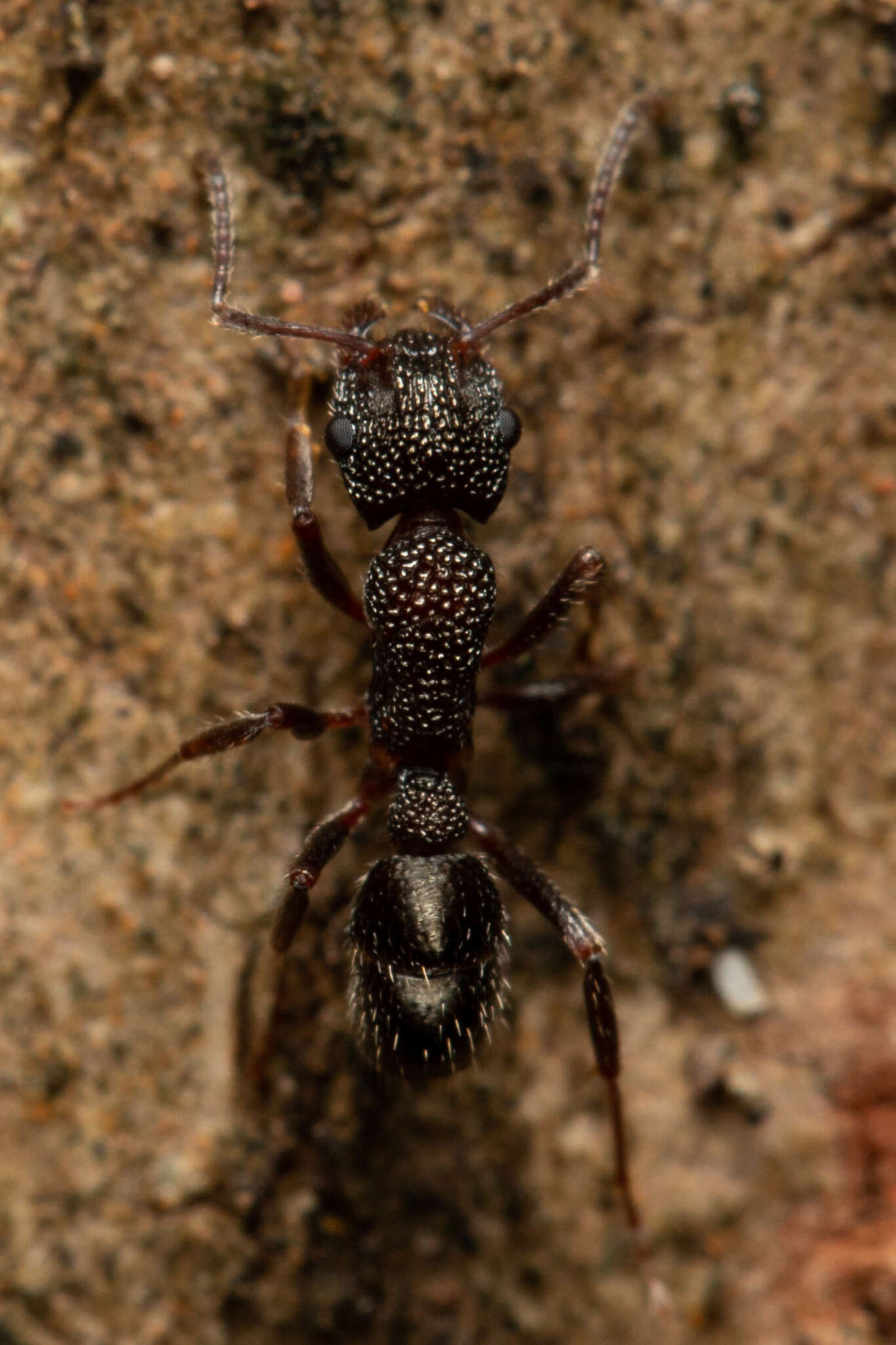 Image de Rhytidoponera anceps Emery 1898