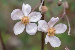 Eriocapitella tomentosa (Maxim.) Christenh. & Byng的圖片