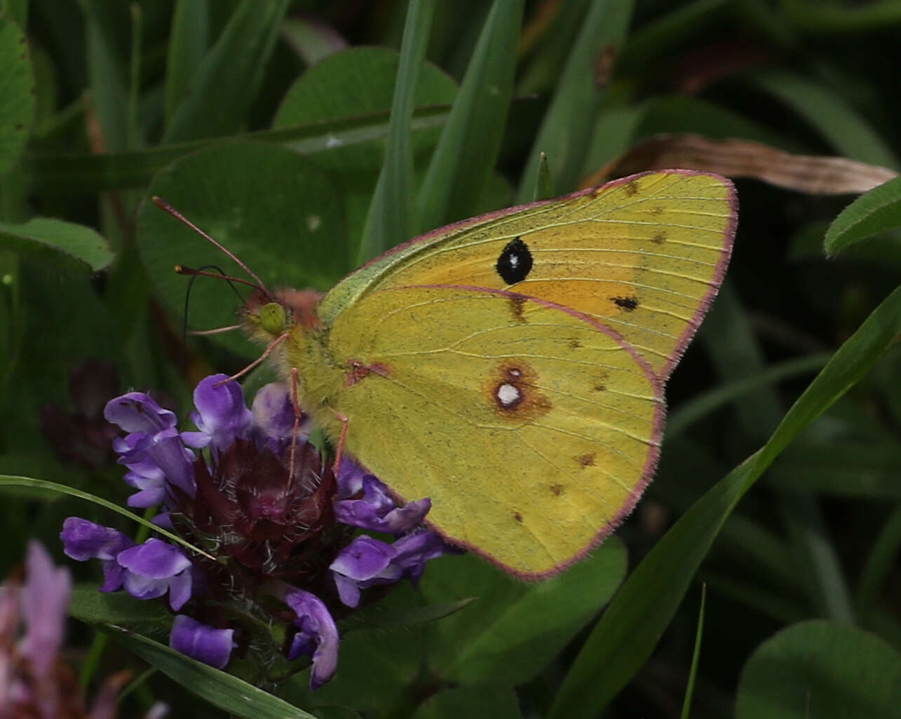 Image of Colias fieldii fieldii