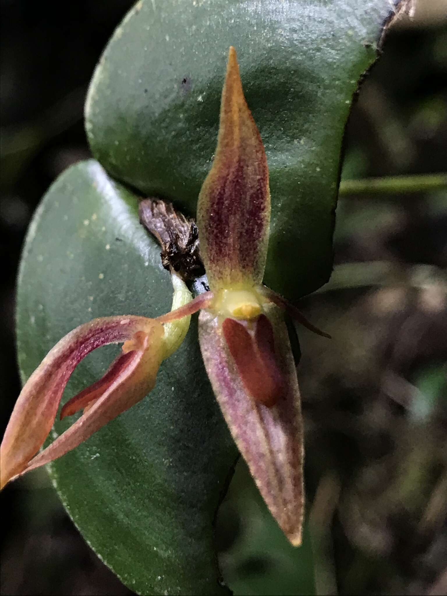 Image of Pleurothallis coriacardia Rchb. fil.