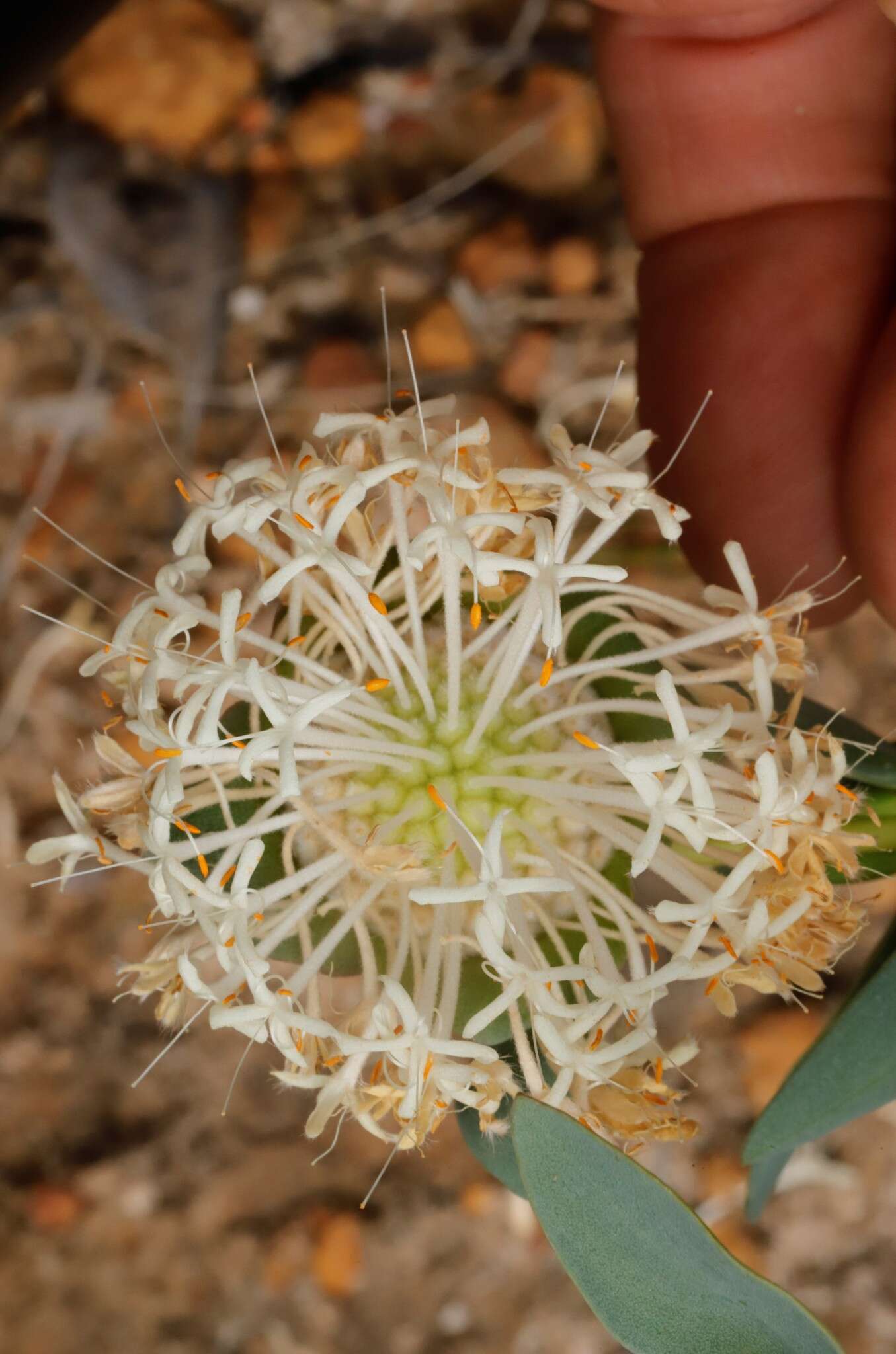 Image of Pimelea floribunda Meissn.