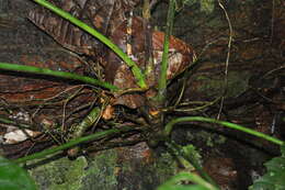 Image of Anthurium ravenii Croat & R. A. Baker