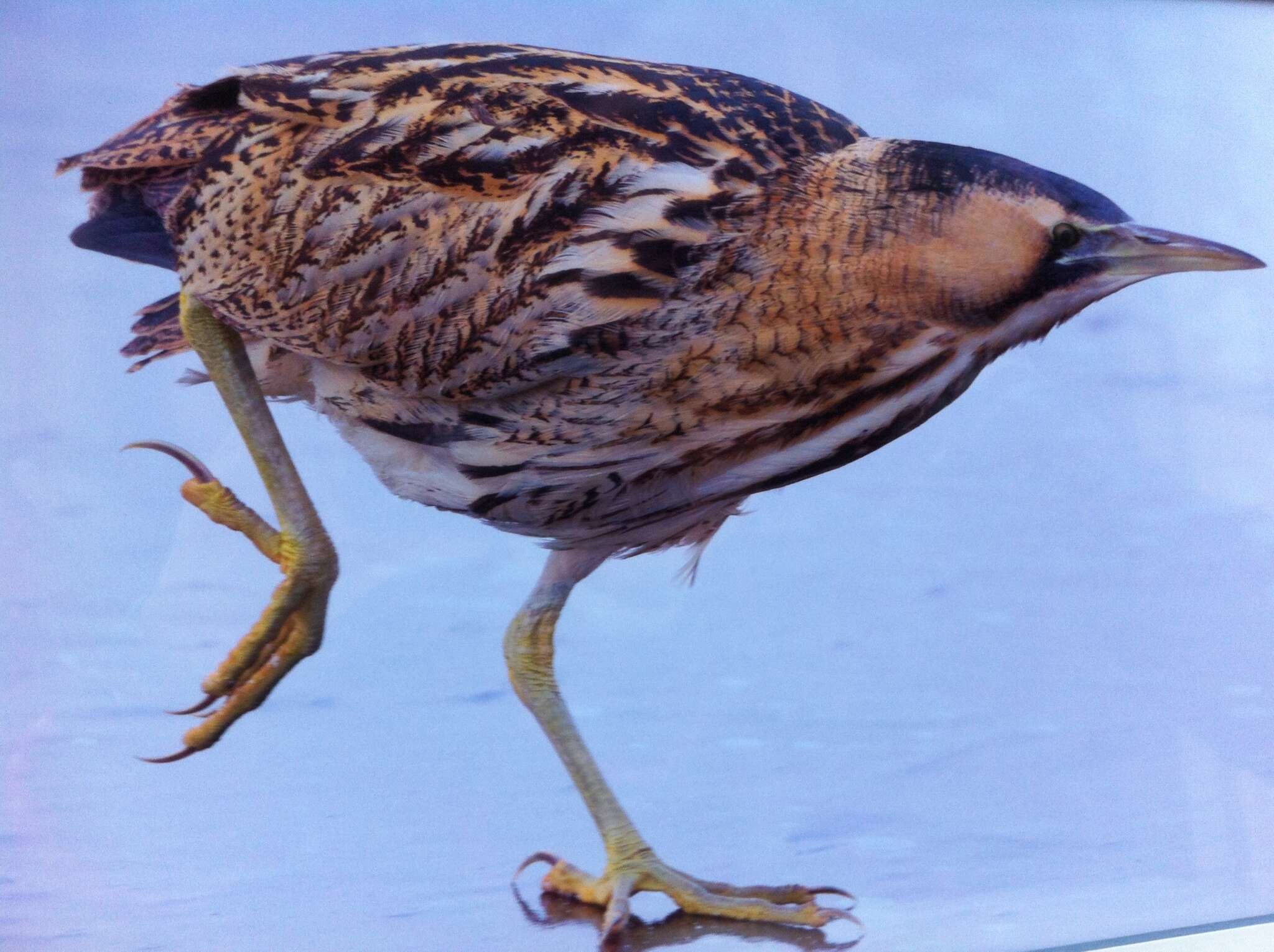 Image of great bittern, bittern