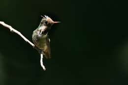 Lophornis magnificus (Vieillot 1817) resmi