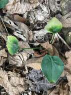 Imagem de Alocasia cucullata (Lour.) G. Don