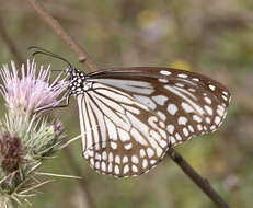 Parantica aglea melanoides的圖片