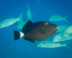 Image of Bridle Triggerfish