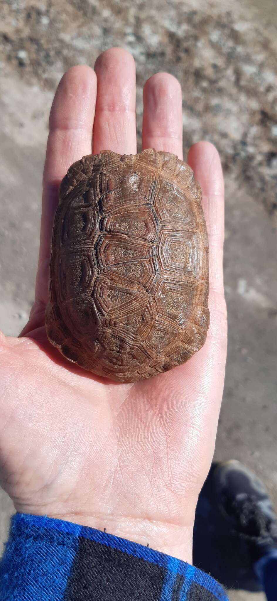 Image of Karoo dwarf tortoise