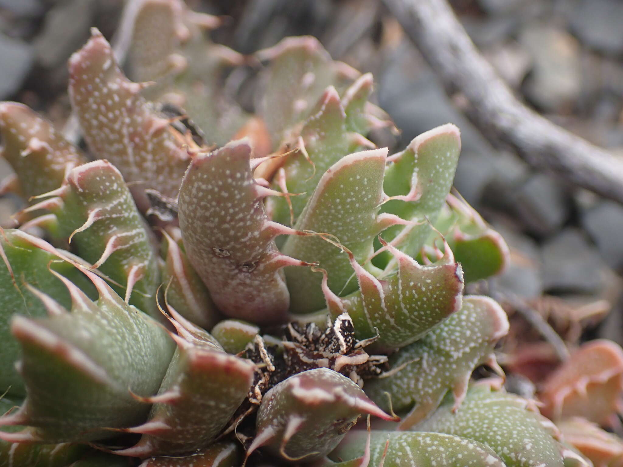 Image of Faucaria felina (Weston) Schwant. & Jacobsen