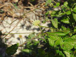 Sivun Alternanthera flavescens (Mart.) Kunth kuva