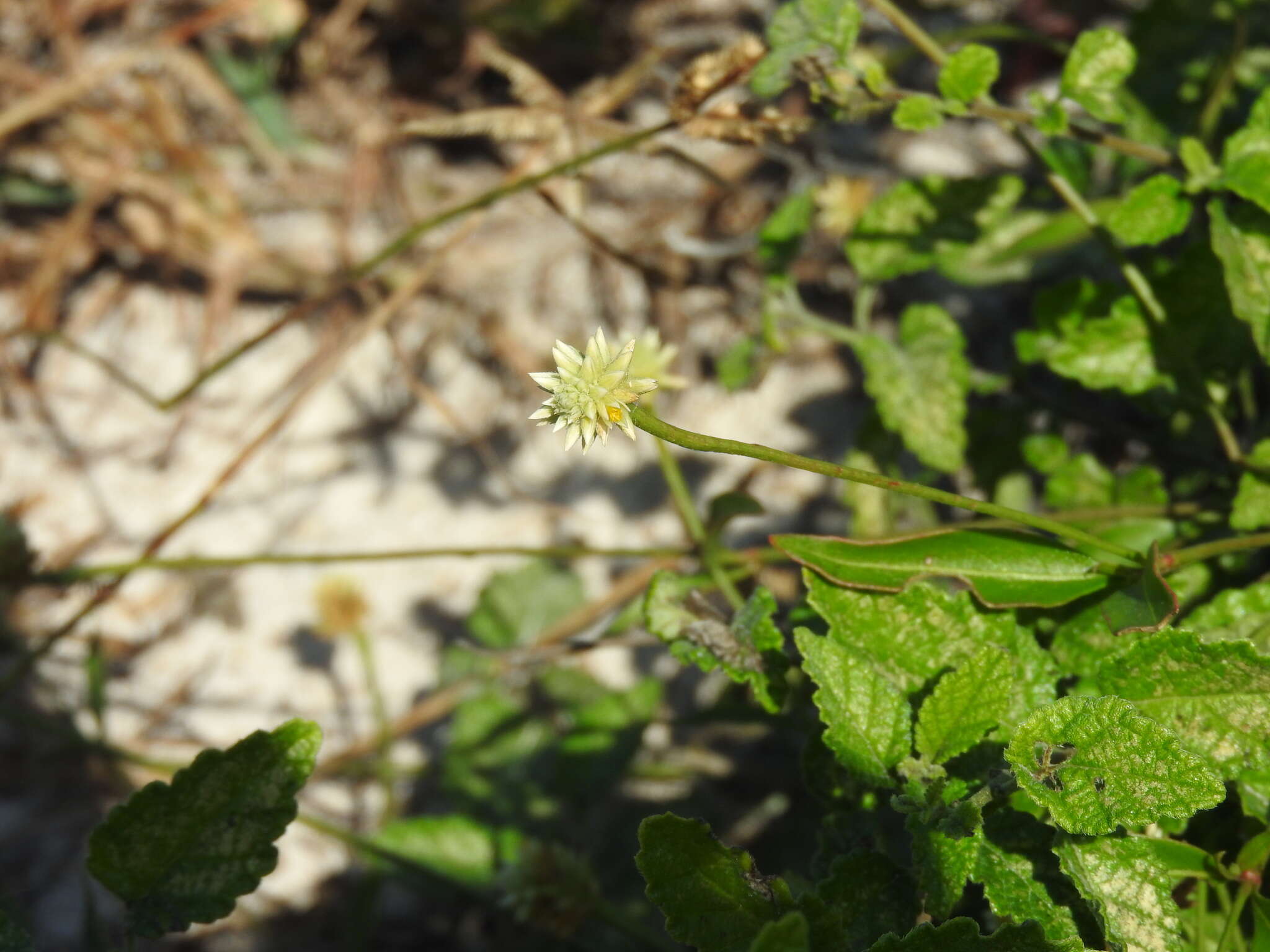 Sivun Alternanthera flavescens (Mart.) Kunth kuva