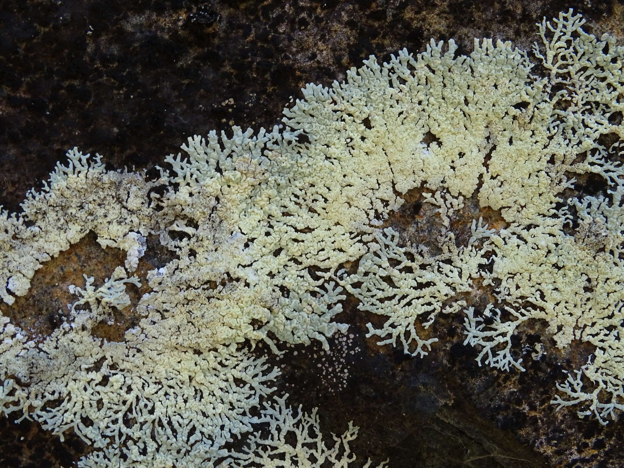 Image of arctoparmelia lichen