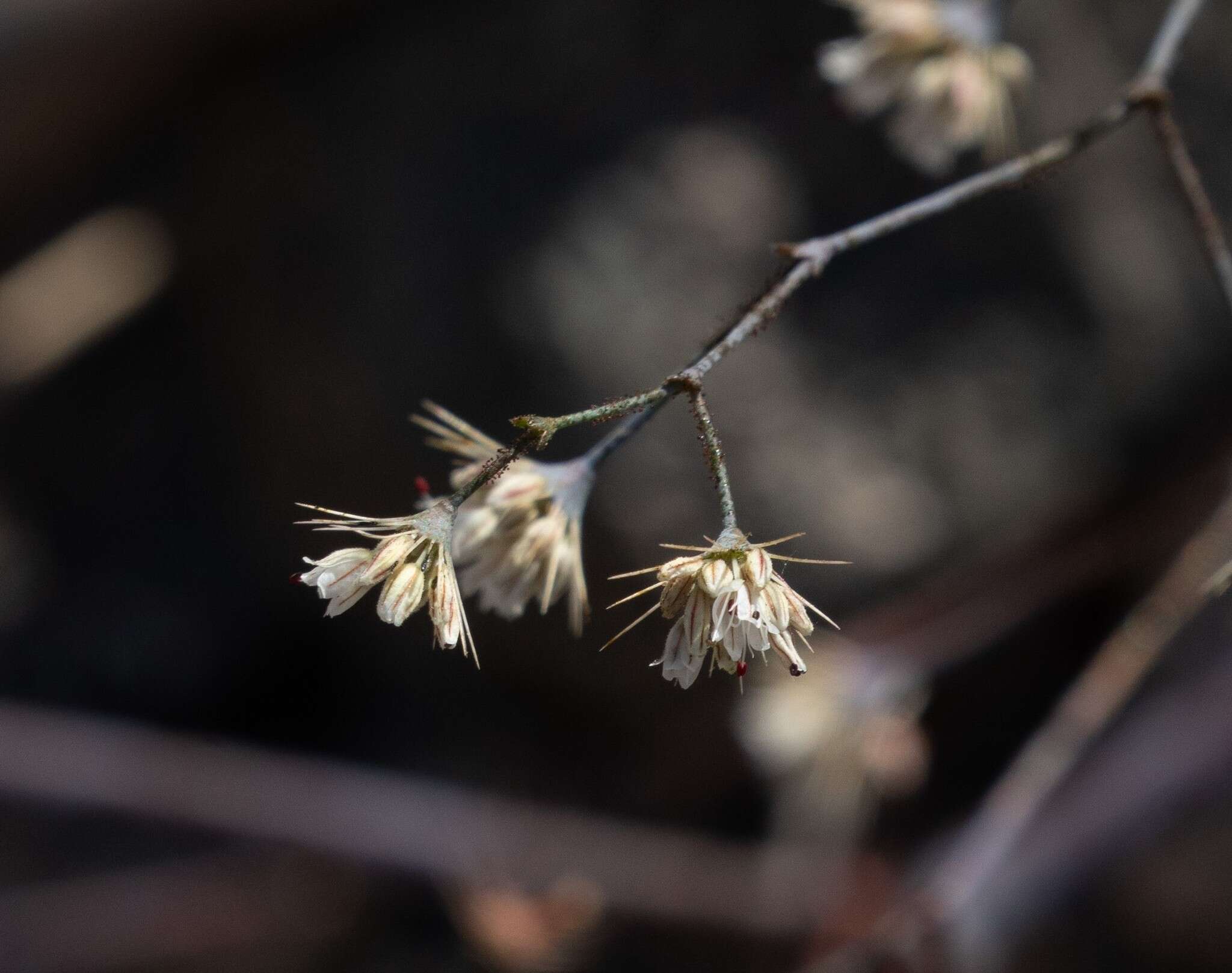 Acanthoscyphus parishii (Parry) Small的圖片