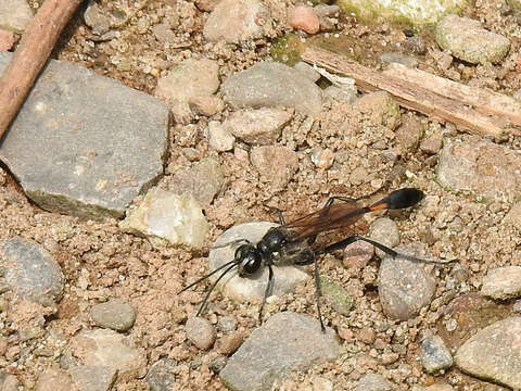 Слика од Ammophila urnaria Dahlbom 1843