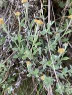 Image of Helichrysum lepidissimum S. Moore