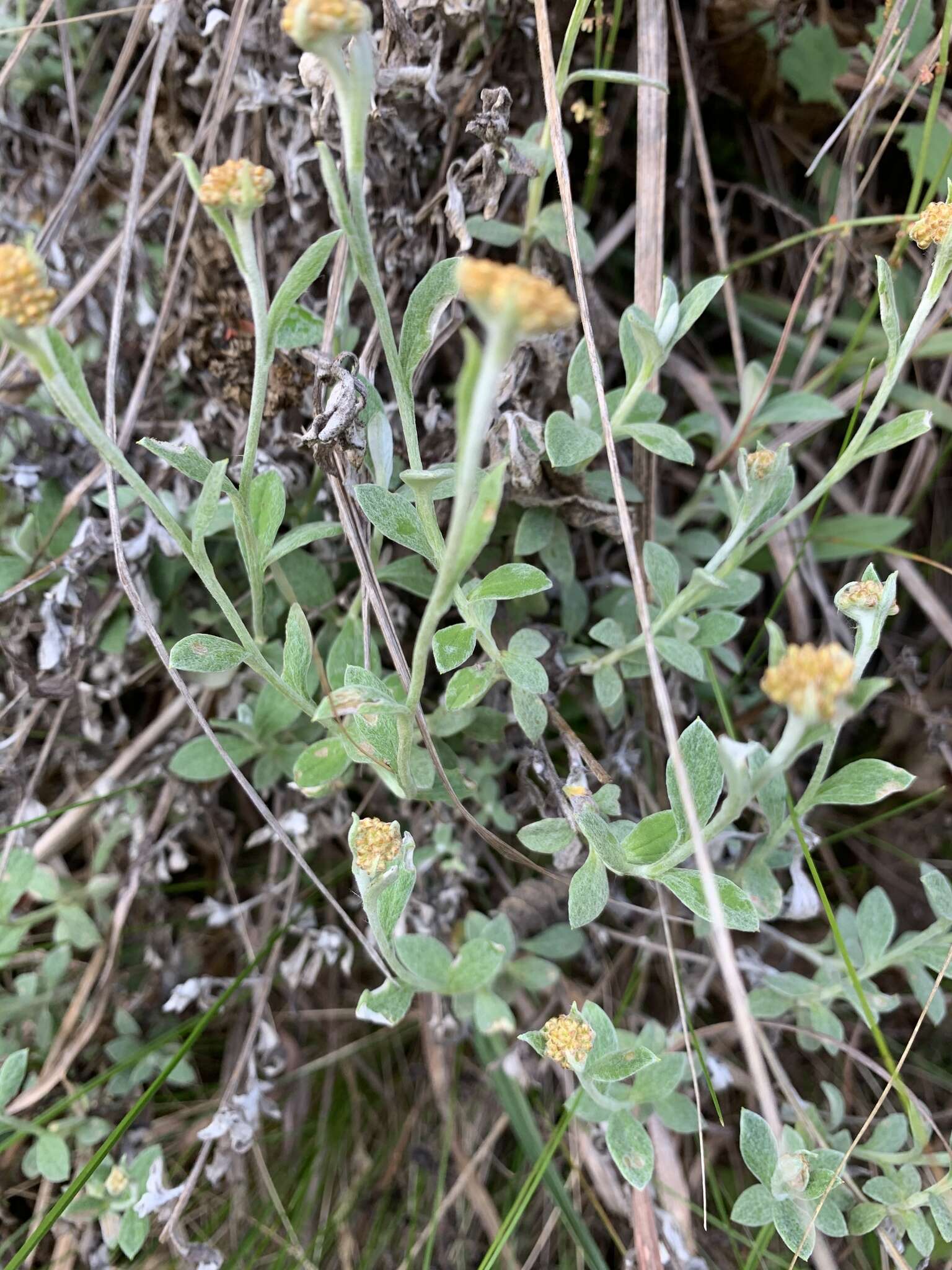 Слика од Helichrysum lepidissimum S. Moore