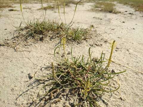 Image of Plantago maritima subsp. ciliata Printz