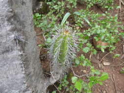 Plancia ëd Browningia altissima (F. Ritter) Buxb.