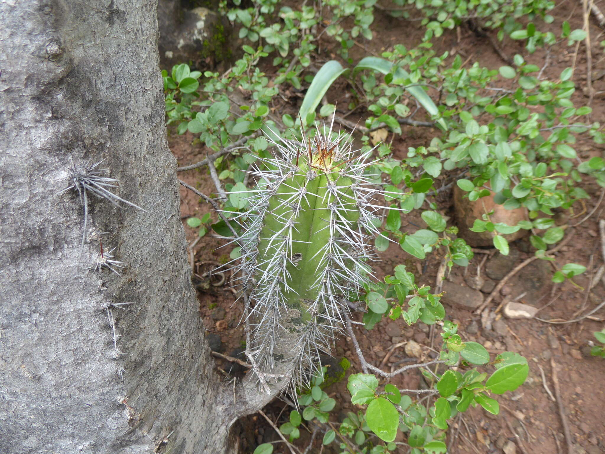 صورة Browningia altissima (F. Ritter) Buxb.