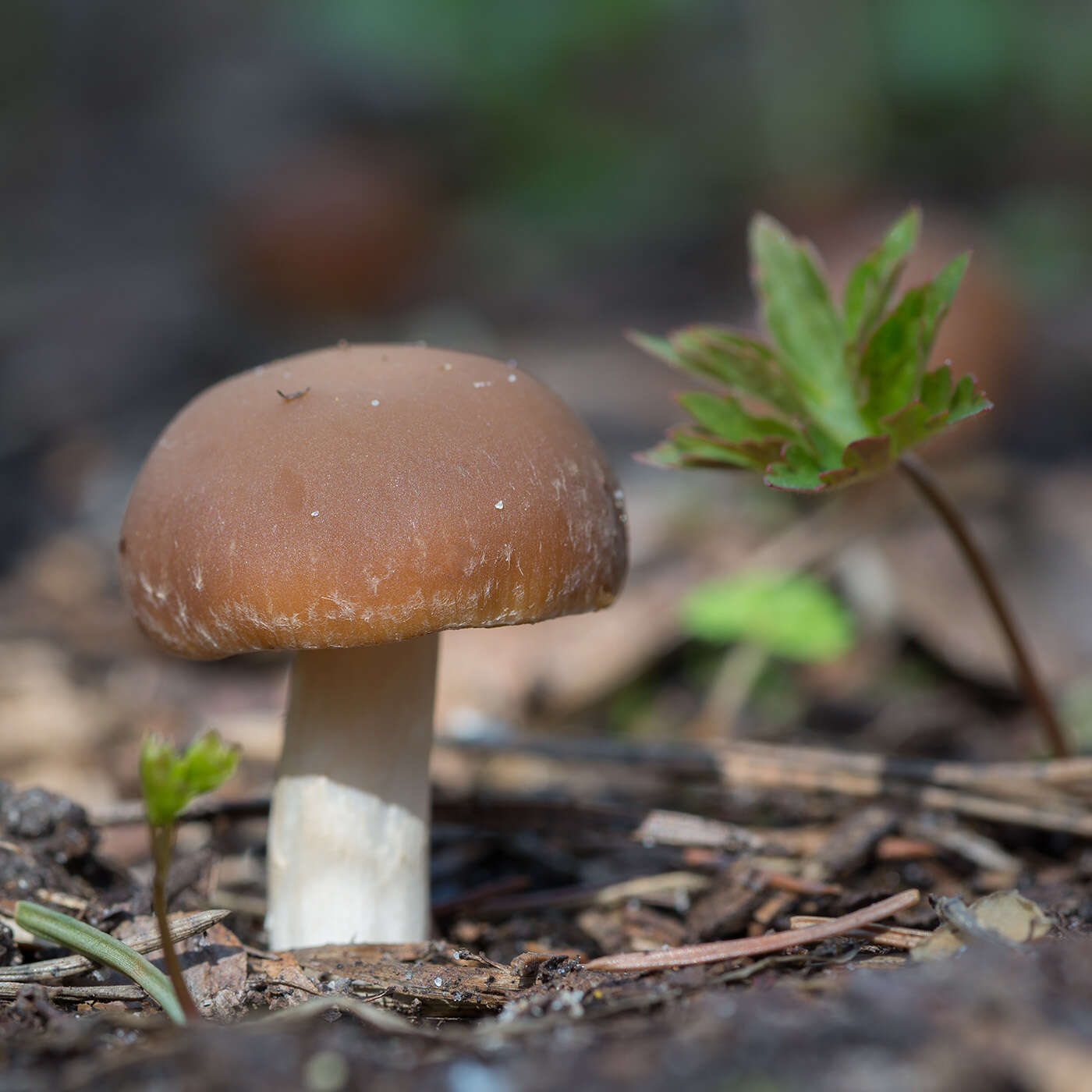 Image of Psathyrella spadiceogrisea (Schaeff.) Maire 1937