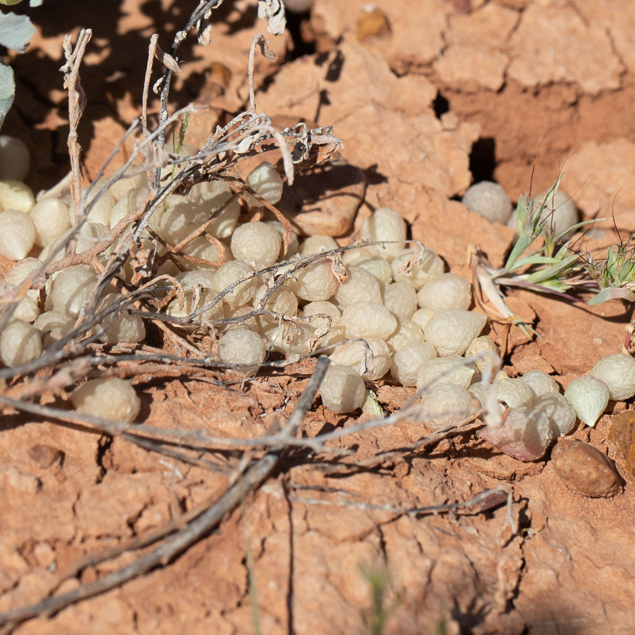 Plancia ëd Atriplex holocarpa F. Müll.