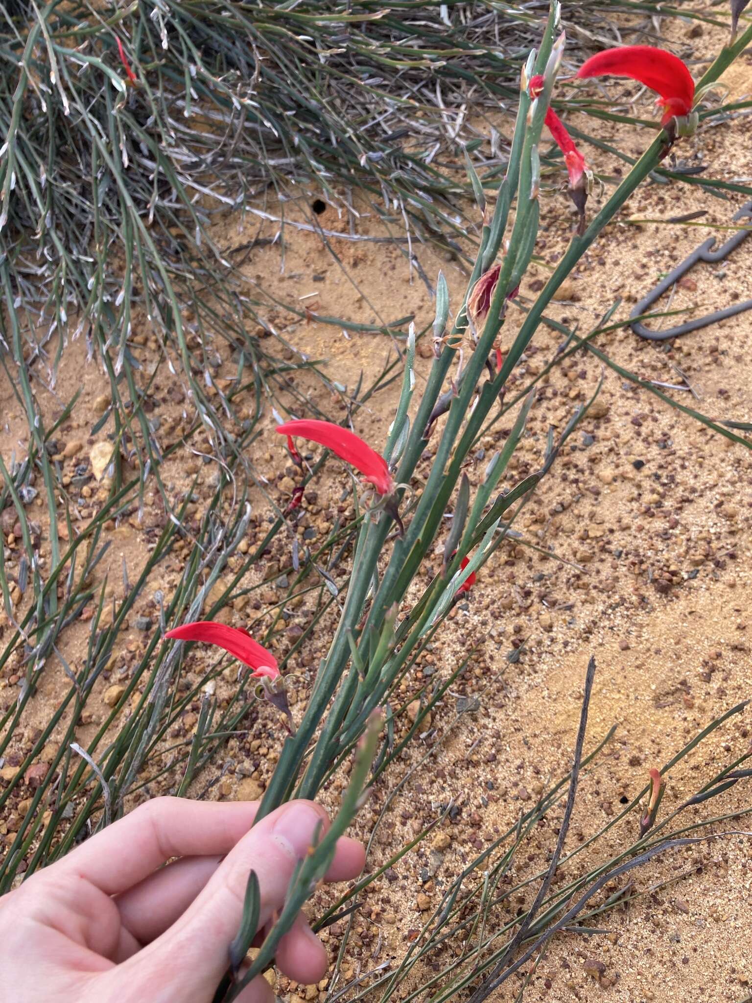 Image of <i>Leptosema aphyllum</i>