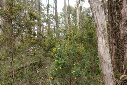 Image of Pultenaea forsythiana