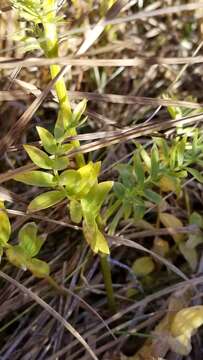 Image of western polemonium