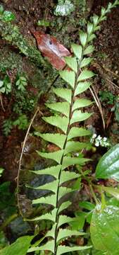 Image of Hymenasplenium cheilosorum (Kunze ex Mett.) Tag.