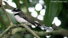 Image of Philippine Pied Fantail