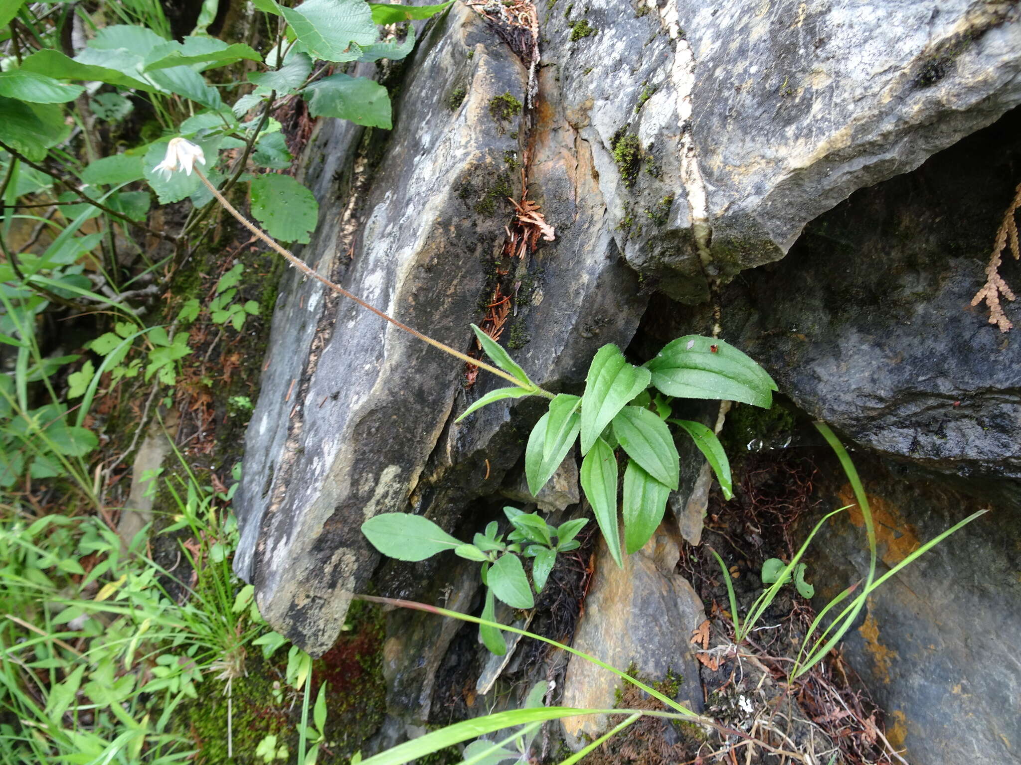 Image of longleaf arnica