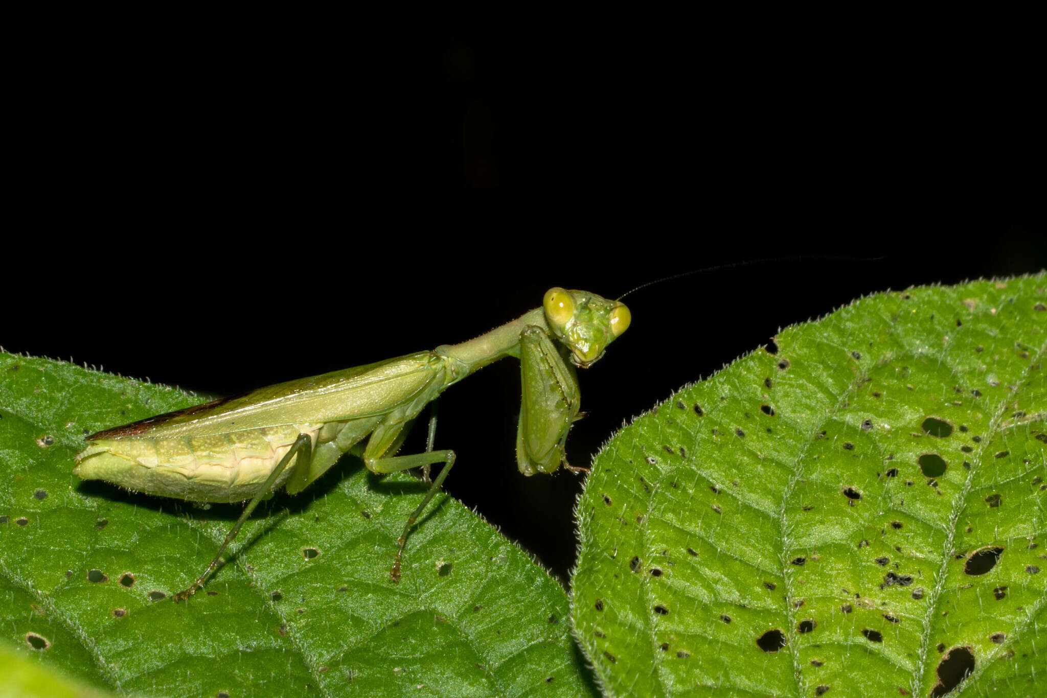 Image of Acontista aurantiaca Burmeister 1838