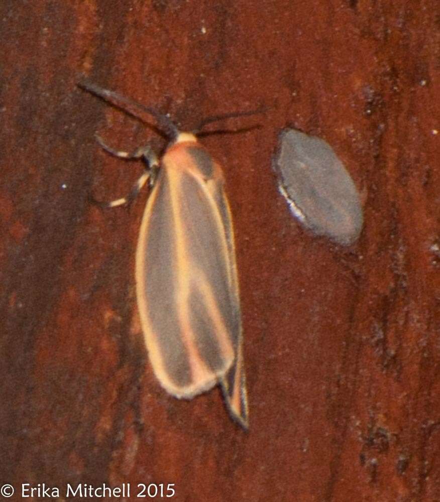 Image of Painted Lichen Moth