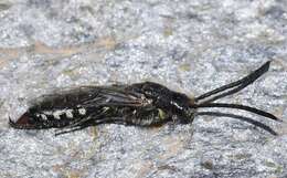 Image of Poecilotiphia rousselii (Guerin 1838)