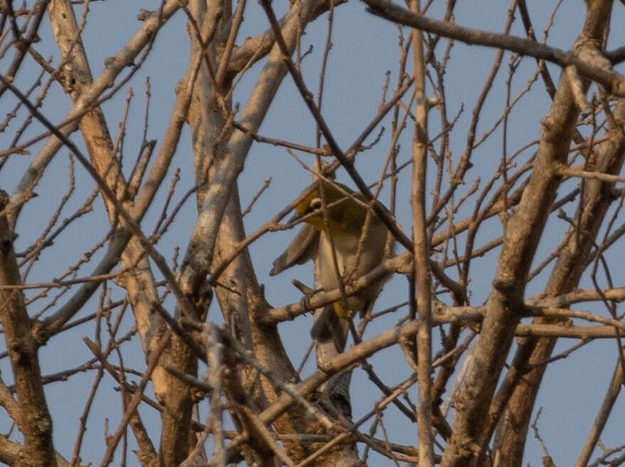 صورة Zosterops maderaspatanus (Linnaeus 1766)