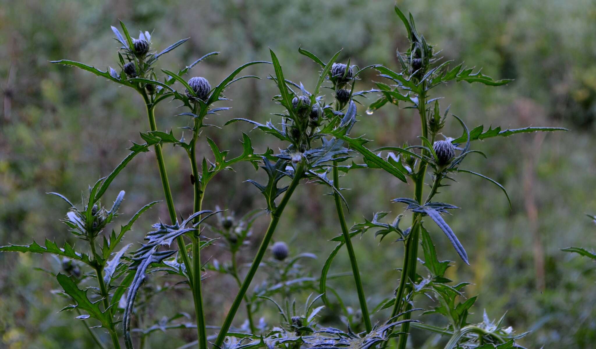 Image of swamp thistle