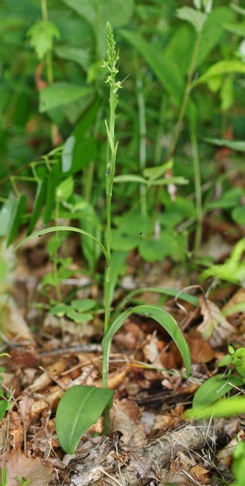 Plancia ëd Platanthera ussuriensis (Regel) Maxim.