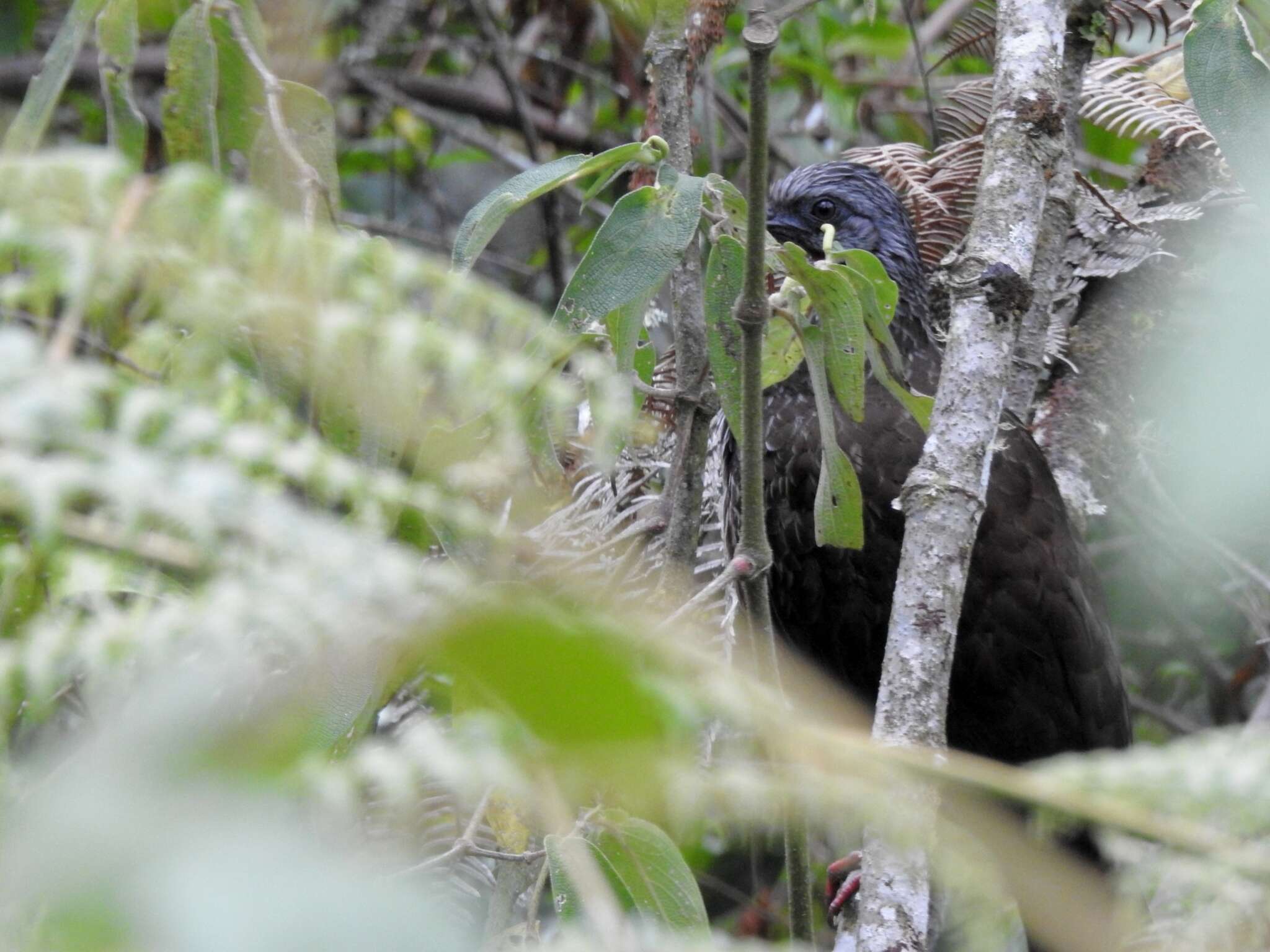 Image of Andean Guan