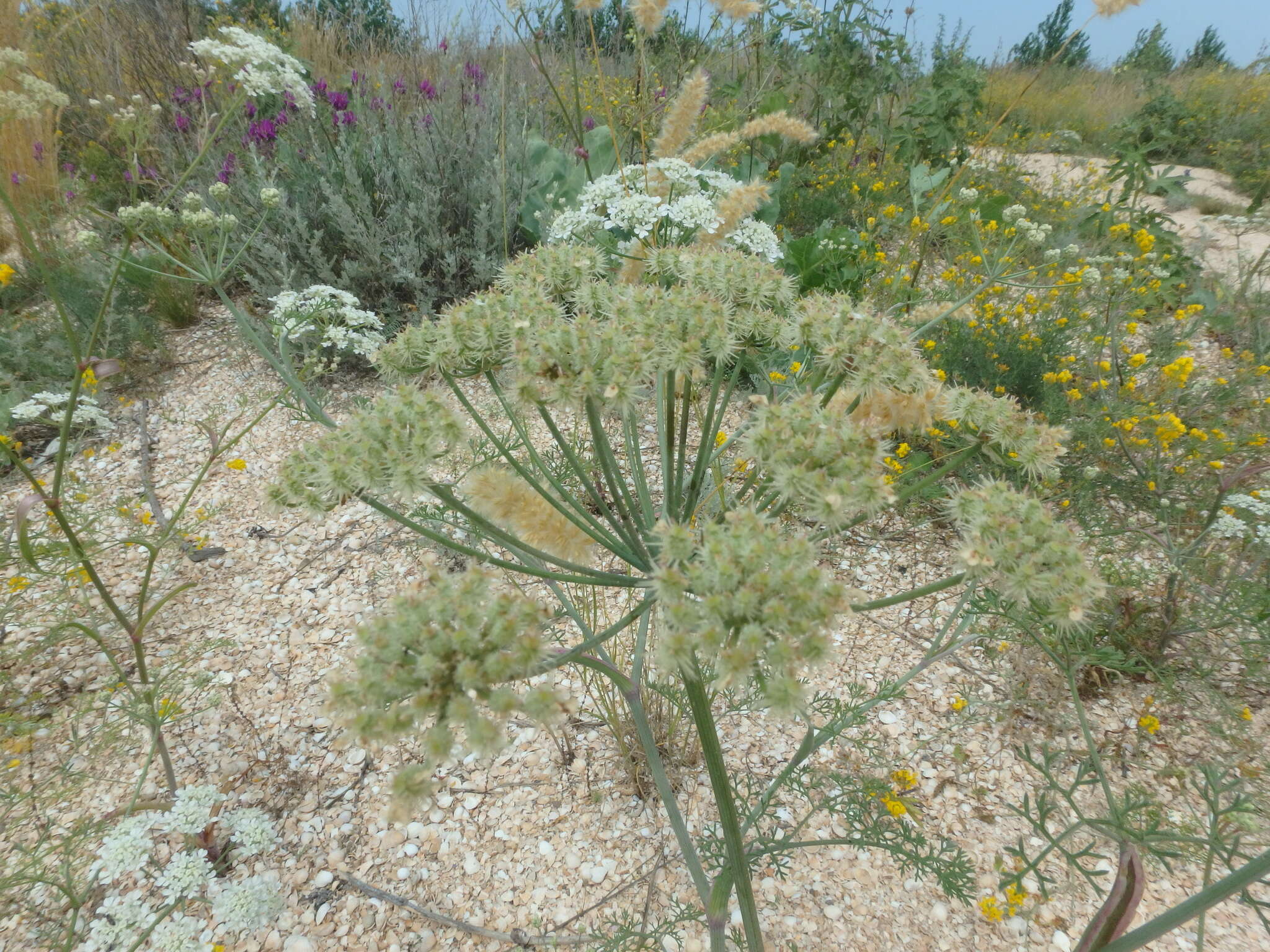 Imagem de Astrodaucus littoralis (Bieb.) Drude