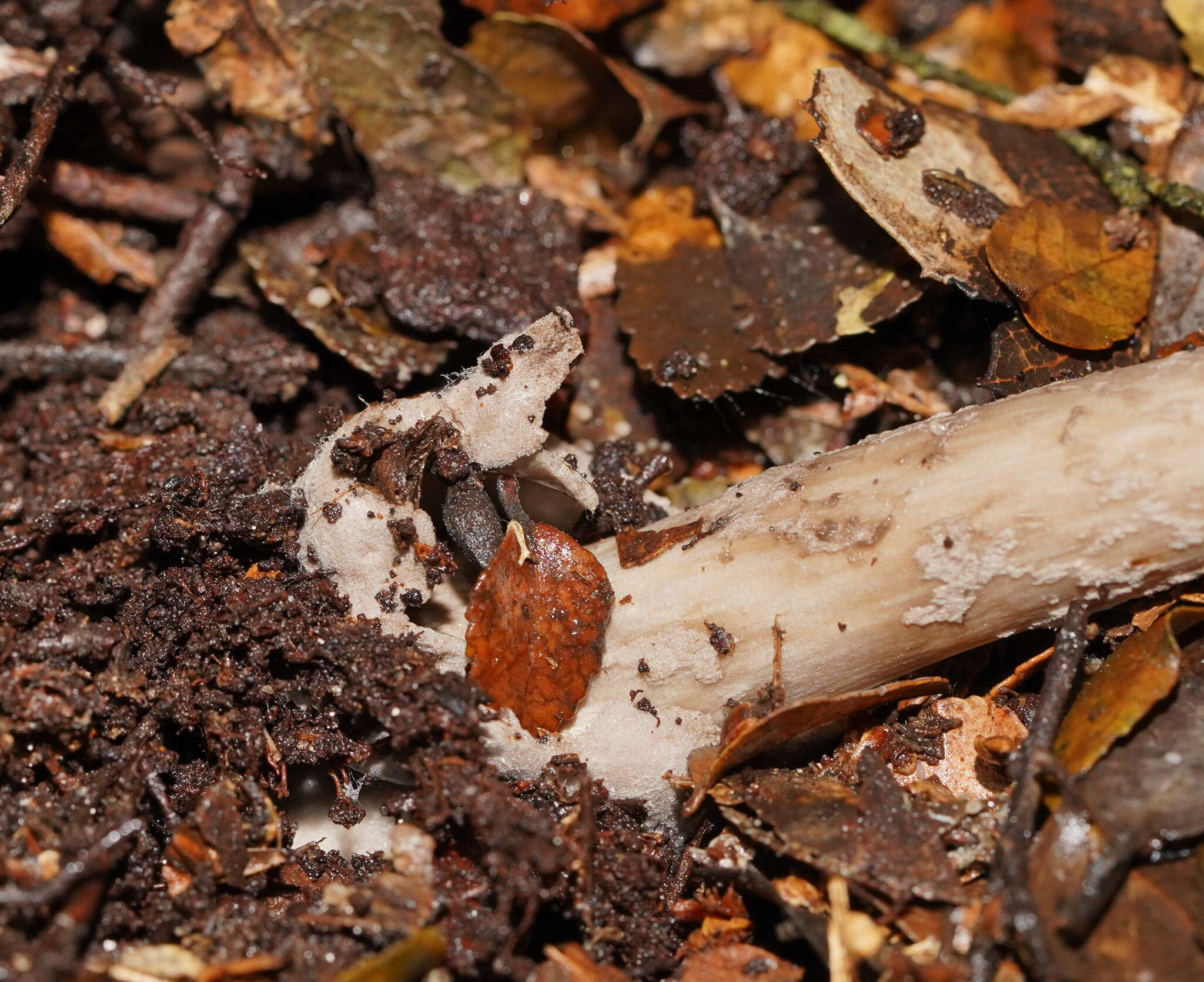 Image of Amanita cheelii P. M. Kirk 2013