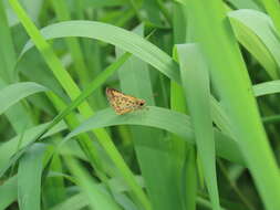 Image of Ampittia dioscorides etura Mabille 1891