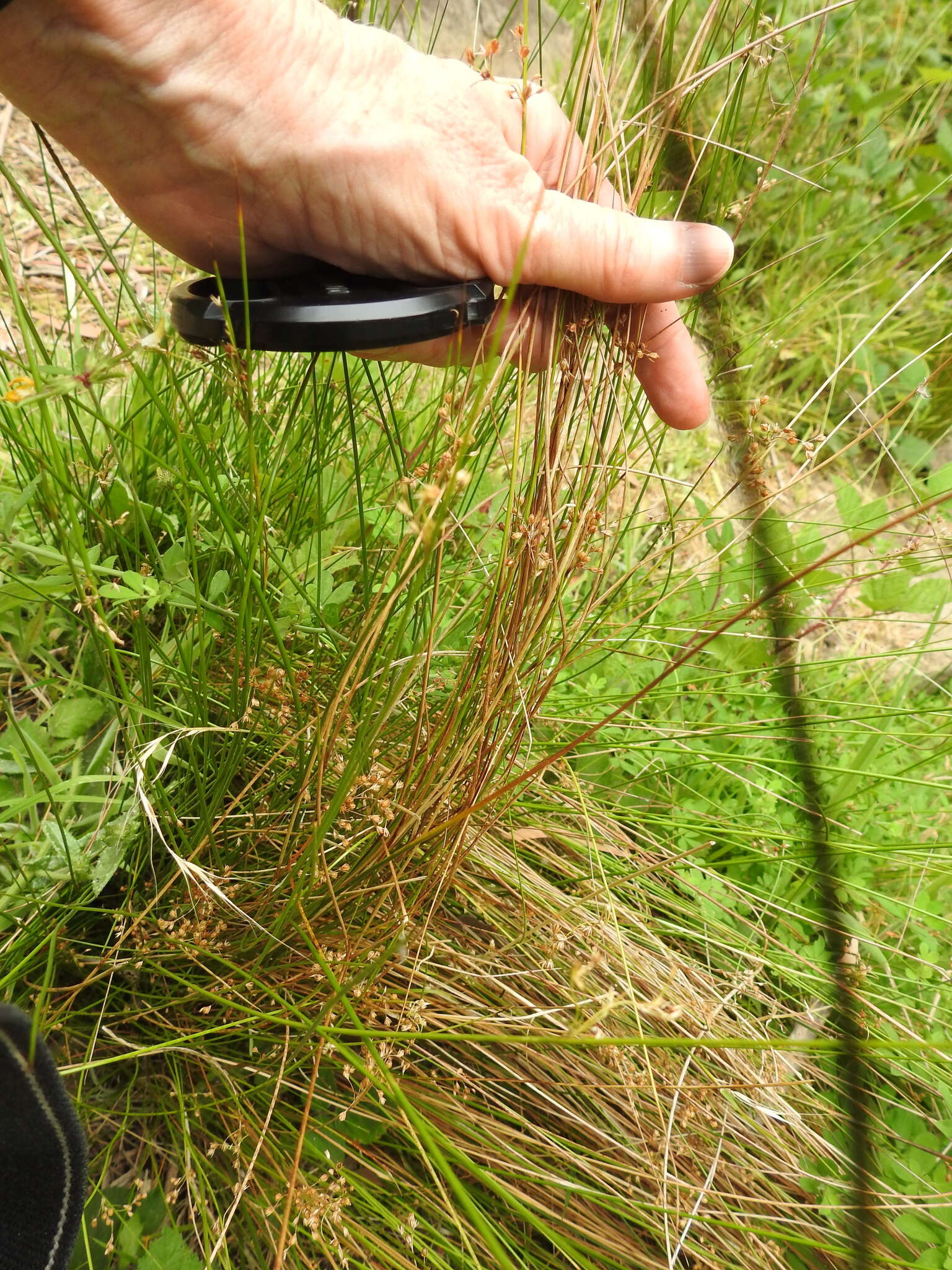 Image of Juncus pauciflorus R. Br.